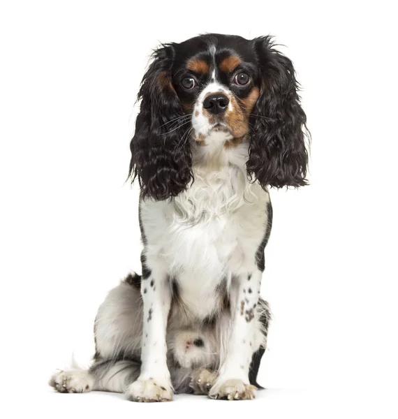 Cavalier King Charles, geïsoleerd op wit — Stockfoto