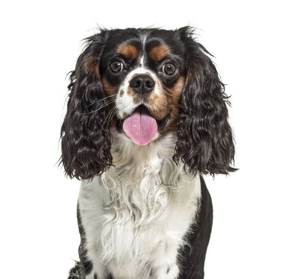 Headshot van een hijgende Cavalier King Charles, geïsoleerd op wit — Stockfoto