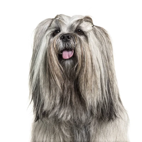 Headshot of a panting Groomed Lhasa apso dog, isolated on white — Stock Photo, Image