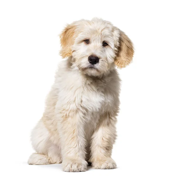 Sitting Puppy Barbado da Terceira, isolated on white — Φωτογραφία Αρχείου