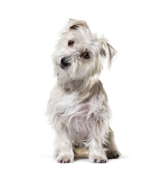 白に隔離された白いクロスブレッドの犬に座る — ストック写真