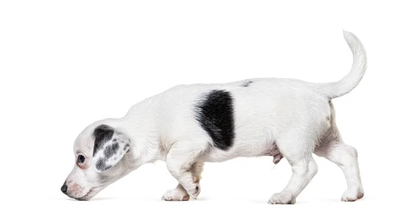 Widok z boku spacerujący szczeniak Jack Russel Terrier wąchanie — Zdjęcie stockowe