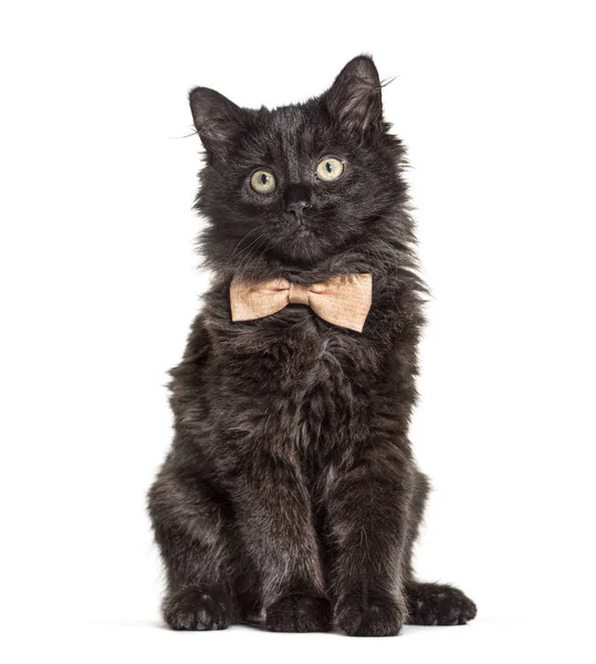 Front view of a sitting Black Kitten Crossbreed cat, bow tie — Stock Photo, Image