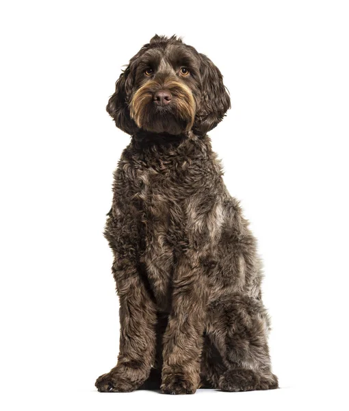 Labradoodle, perro cruzado entre labrador y caniche de juguete —  Fotos de Stock