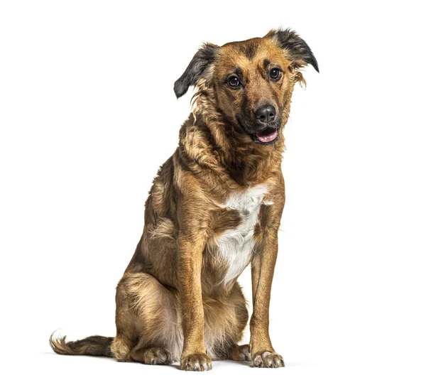 Cane da incrocio seduto, isolato su bianco — Foto Stock