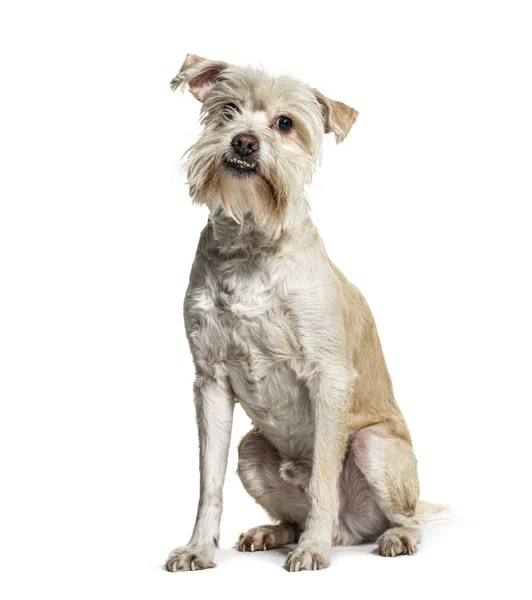 Old shaggy Crossbreed dog so-howing its tartar tooth, isolated o — Stock Photo, Image