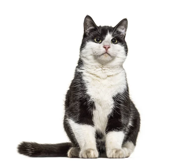 Sitting black and white crossbreed cat, isolated on white — Stock Photo, Image