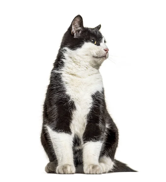 Fekete-fehér keresztezett macska, félrenéz — Stock Fotó