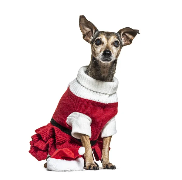 Pinscher miniatura vestida com uma roupa de Natal — Fotografia de Stock