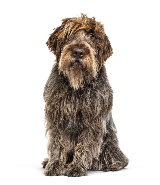 Korthals Griffon hund, isolerad på vit — Stockfoto