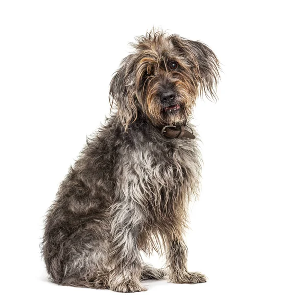 Oturan kahverengi Shaggy Korthals Griffon köpeği, beyaz üzerine izole