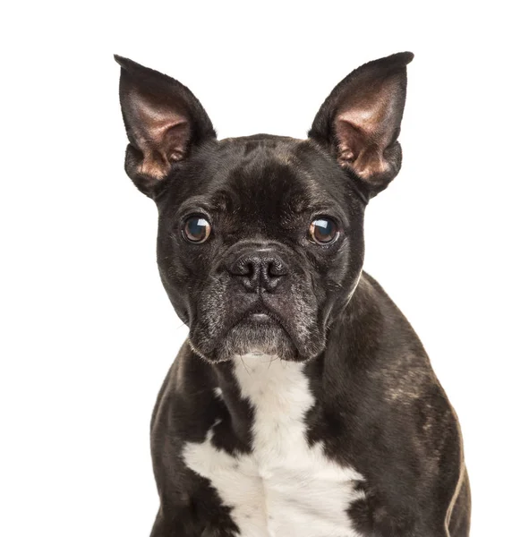 Portrait of a black and white French Bulldog, isolated on white — Stock Photo, Image