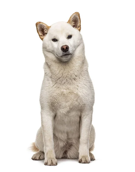 Zittend witte Shiba Inu, geïsoleerd op wit — Stockfoto