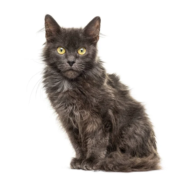 Gato cruzado gris, aislado en ojos blancos y amarillos — Foto de Stock