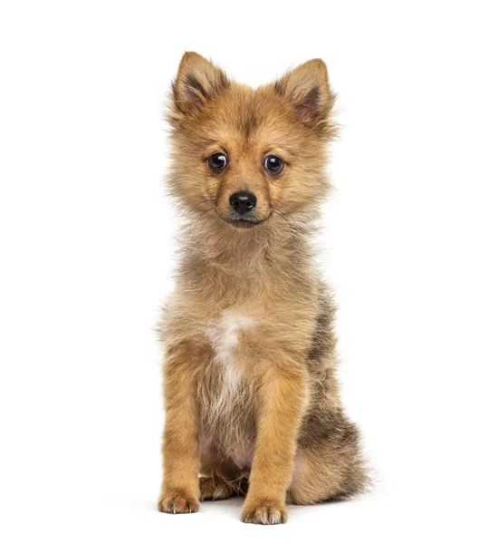 Sedící Pomeranian, izolovaný na bílém — Stock fotografie