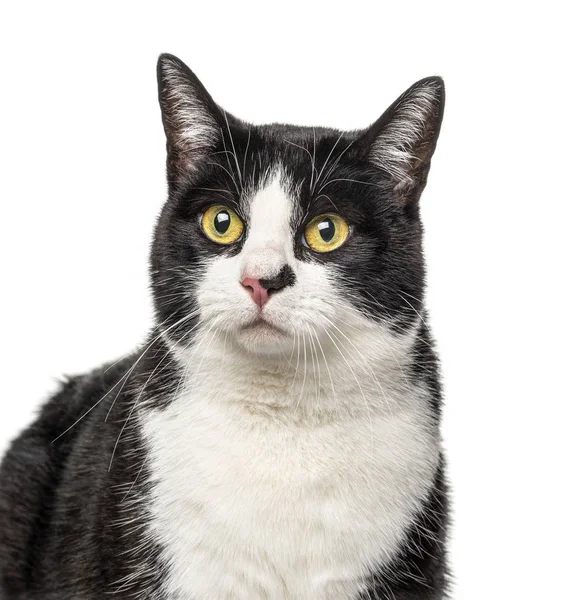 Siyah-beyaz melez bir kediye yakın çekim, beyaz üzerine izole edilmiş. — Stok fotoğraf