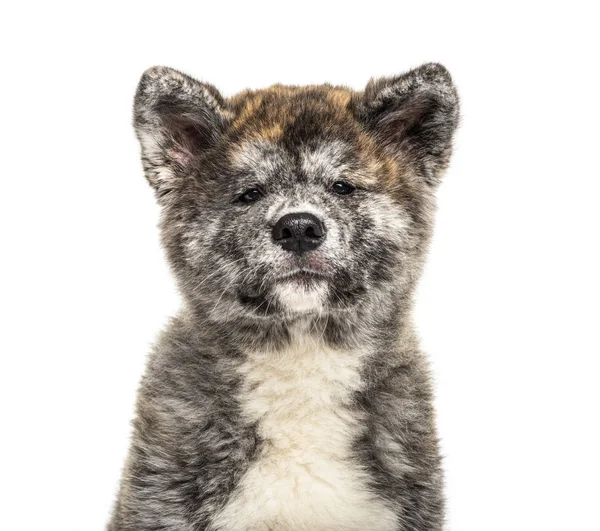 Gros plan d'un chien Akita inu, isolé sur blanc — Photo