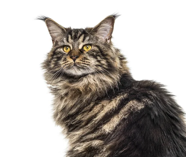 Närbild av en vacker grå Maine coon, isolerad på vit — Stockfoto