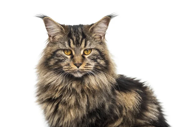 Närbild av en vacker grå Maine coon, isolerad på vit — Stockfoto