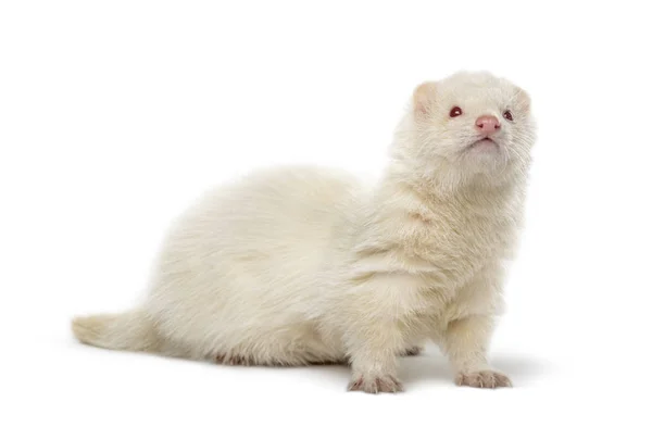 White Ferret looking away isolated on white — Stock Photo, Image