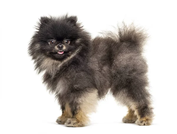 Side view of a Standing Pomeranian, isolated on white — Stock Photo, Image