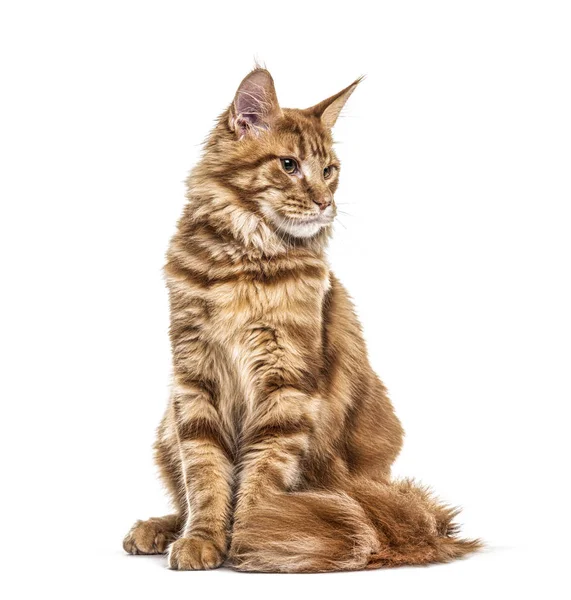 Cat, Main coon ginger, looking down, isolated — Stock Photo, Image
