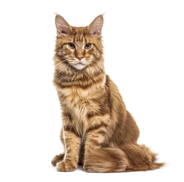 Sitting Ginger Main coon, isolated on white — Stock Photo, Image