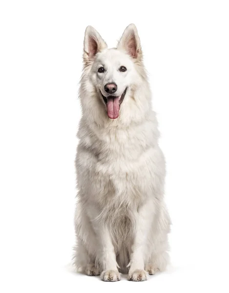 Perro pastor suizo blanco, aislado en blanco — Foto de Stock