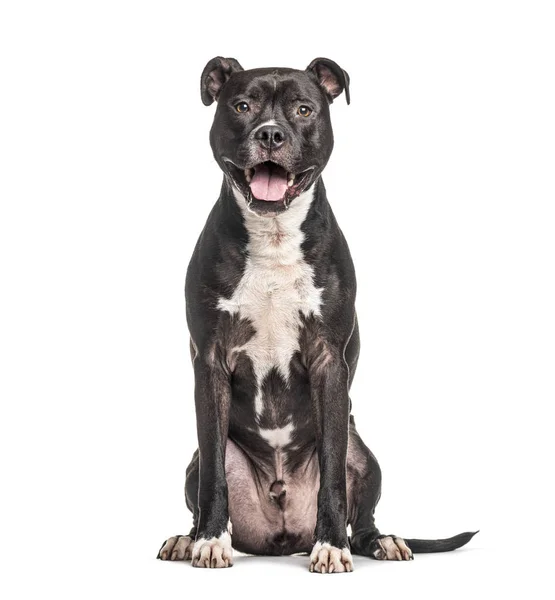 Sitzender und hechelnder American Staffordshire Terrier Hund, isoliert — Stockfoto