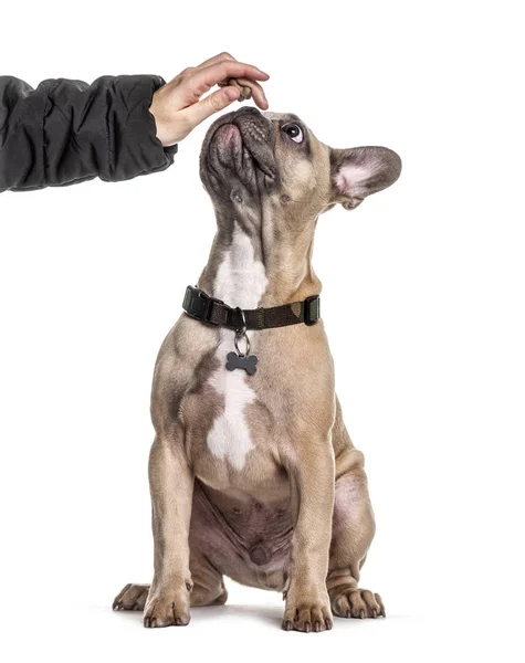 Training session with a French bulldog looking up, isolated — Stock Photo, Image