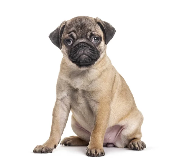 Young pug, puppy, sitting, isolated on white — Stock Photo, Image