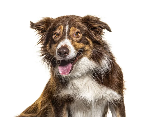 Happy Border Collie jadeando, aislado en blanco —  Fotos de Stock