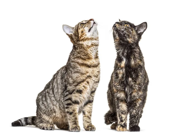 Cruce gatos, mirando hacia arriba, aislado en blanco —  Fotos de Stock