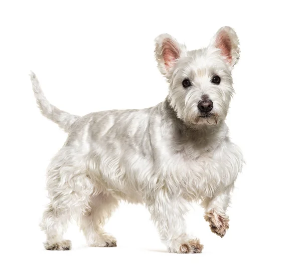 Wyprowadzanie White West Highland White Terrier pies, izolowany na białym — Zdjęcie stockowe