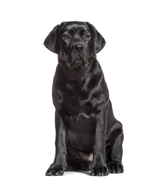 Black labrador retriever sitting, isolated on white — Stok Foto