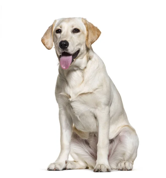 Panting Labrador retreiver, isolated on white — Stock Photo, Image
