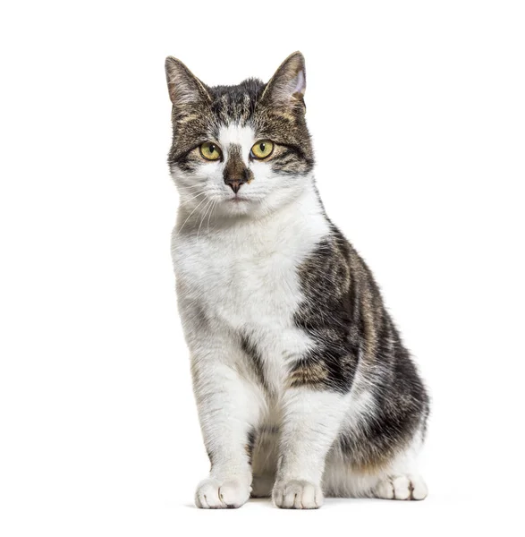 Sitting Crossbreed cat, isolated on white — Stock Photo, Image