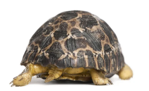 Bestrahlte Schildkröte, Astrochelys radiata, 3 Wochen alt, vor — Stockfoto