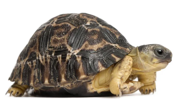 Radiated tortoise, Astrochelys radiata, 3 weeks old, in front of — Stock Photo, Image