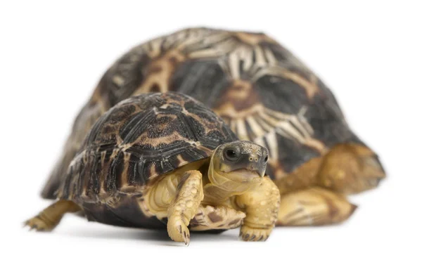 Radiated tortoise, Astrochelys radiata, 3 weeks old, in front of — Stock Photo, Image