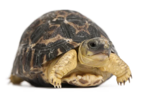 Tortuga radiada, Astrochelys radiata, 3 semanas de edad, delante de — Foto de Stock