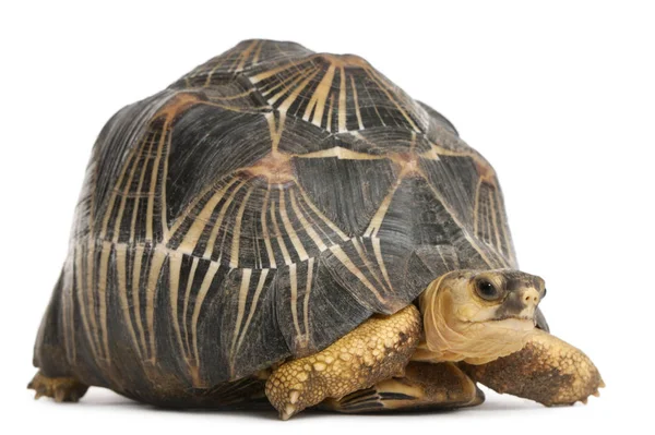 Radiated tortoise, Astrochelys radiata, in front of white backgr — Stock Photo, Image