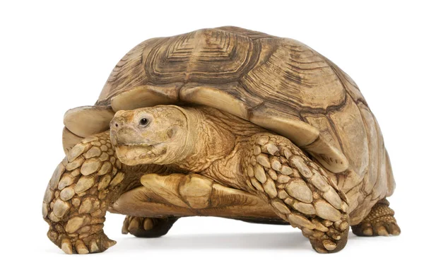 Afrikaanse aangewakkerde schildpad, Geochelonsulcata, voor wit — Stockfoto