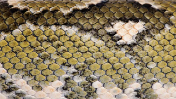 Close-up of Boa manditra snake skin, Sanzinia madagascariensis, — Stock Photo, Image