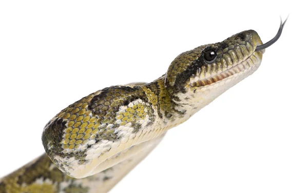 Close-up de Boa manditra, Sanzinia madagascariensis, 2 anos — Fotografia de Stock