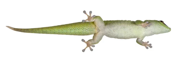 Niski kąt widzenia Madagaskar dzień gecko, Phelsuma madagascariensi — Zdjęcie stockowe