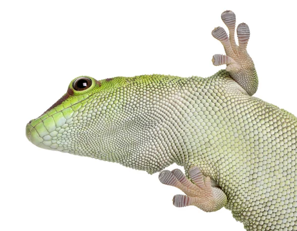 Niski kąt widzenia Madagaskar dzień gecko, Phelsuma madagascariensi — Zdjęcie stockowe