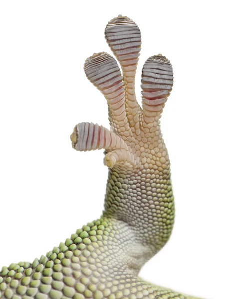 Close-up of Madagascar day gecko foot, Phelsuma madagascariensis — Φωτογραφία Αρχείου
