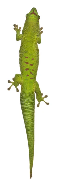 Hoge hoek uitzicht op Madagaskar dag gekko, Phelsuma madagascariens — Stockfoto