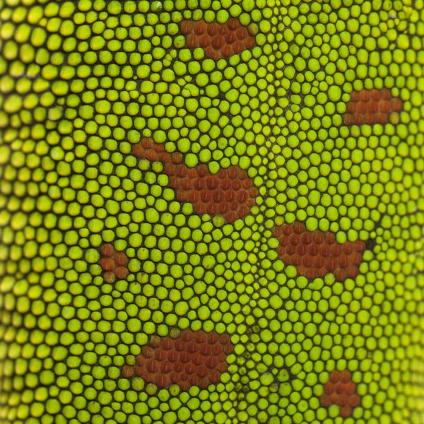 Крупный план кожи геккона дня Мадагаскара, Phelsuma madagascariensis — стоковое фото